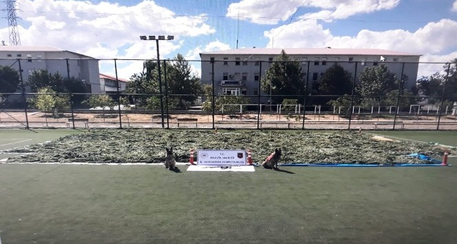 Bingöl’de 1 milyon kök kenevir ve 2 ton esrar  ele geçirildi