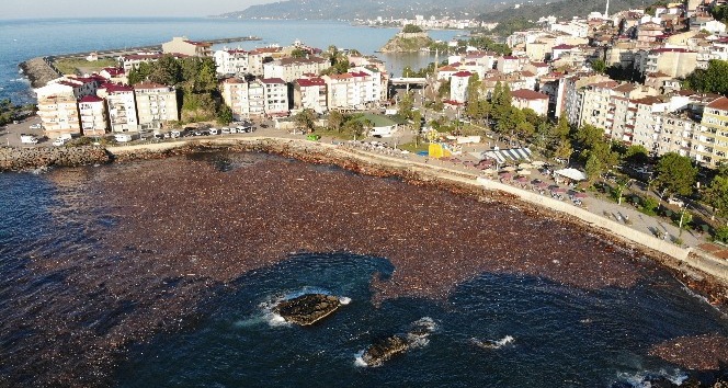 Selin sürüklediği ağaçlar deniz yüzeyini kapladı