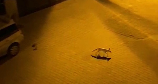 Kırıkkale’de aç kalan tilki şehre indi