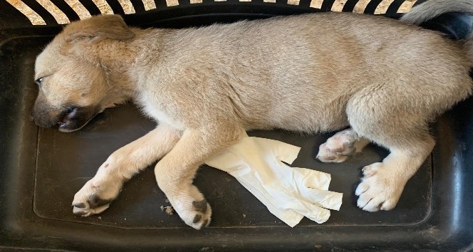 Araçların çarptığı yavru köpekler tedavi altına alındı
