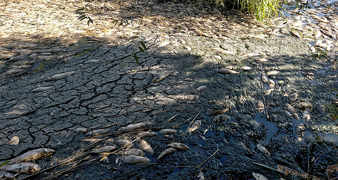 Adıyaman’da korkutan toplu balık ölümleri