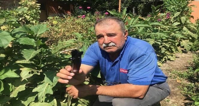 5 parmaklı patlıcan görenleri şaşırtıyor