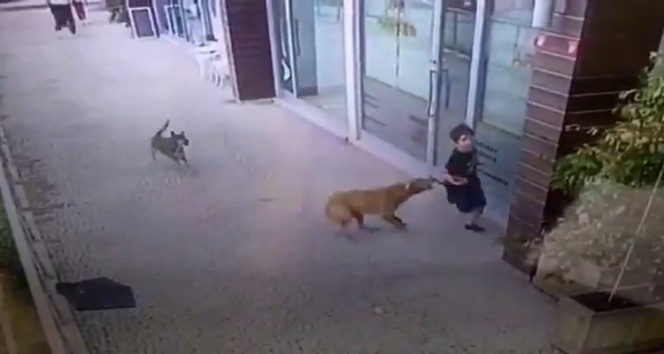 İstanbul’da küçük çocuğa köpek saldırısı kamerada