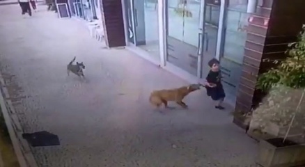 İstanbulda küçük çocuğa köpek saldırısı kamerada