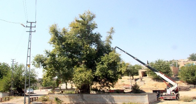 Tarihi anıt ağaçların rehabilitasyon çalışmalarına başlandı