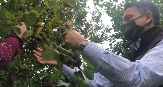 Tarım ve Orman Bakanı Bekir Pakdemirli sel bölgesinde fındık topladı