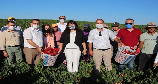 İskenderoğlu Yenice’de kapya biber hasadına katıldı