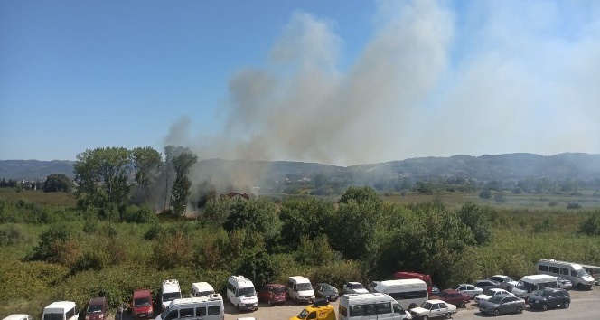 Yalova’da orman yangını