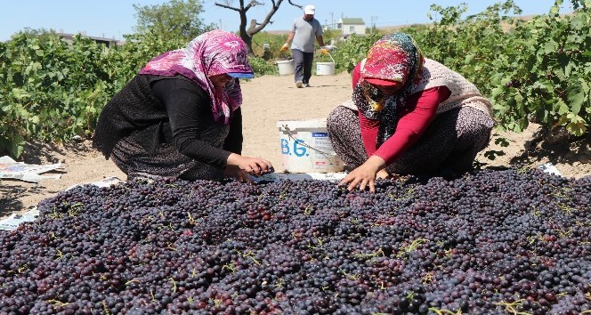 Böyle eğlenceli bağ bozumu görülmedi