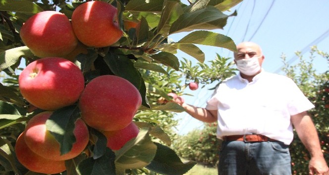 Covid-19’dan dolayı Karaman’da üretilen 400 bin ton elmanın yüzde 70’i dalında satıldı