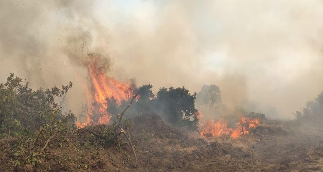 Bingöl’de 2 bölgede orman yangını