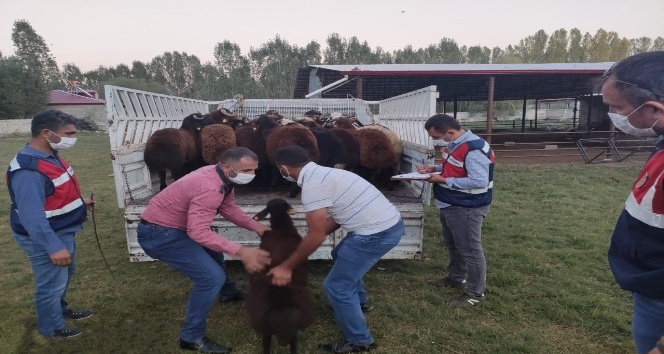 Çaldıkları hayvanları akrabalarına değerinin altında sattılar