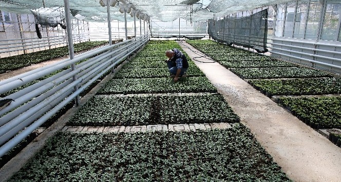 Tokat’ta kışlık çiçek üretimi başladı