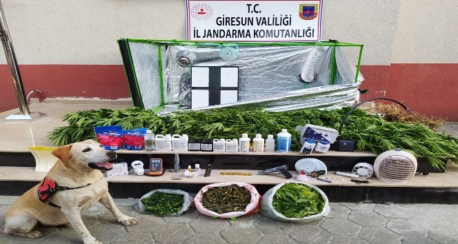 Giresun’da kenevir bitkisi ve esrar ele geçirildi