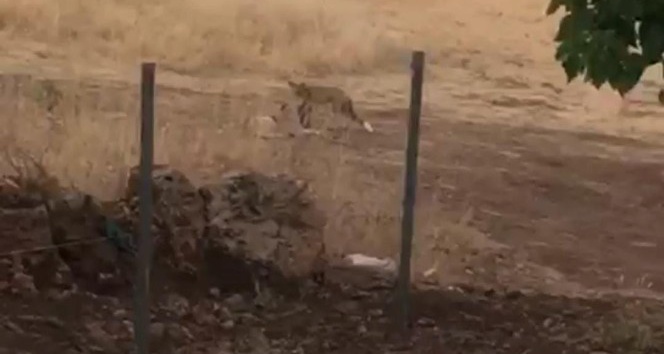Tunceli’de köpek ile tilkinin kıskandıran dostluğu