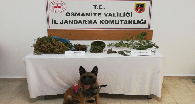 Osmaniye’de uyuşturucu operasyonunda 1 kişi tutuklandı