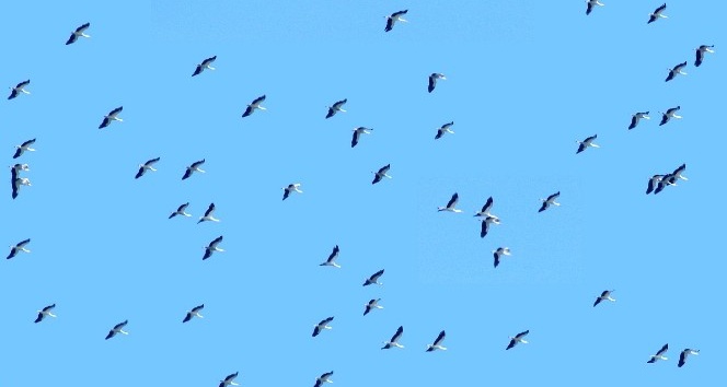 Hersek lagününde kuş türü sayısı 229’a yükseldi