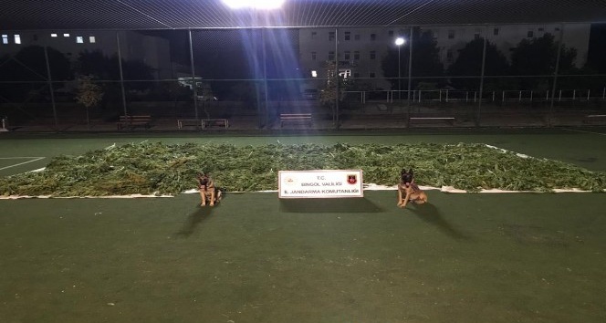 Bingöl’de 840 kilogram esrar ele geçirildi