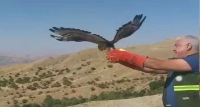 Kanadı kırık arı şahini iyileşti, 3 ay sonra tekrar uçtu
