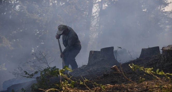 Artvin’de ormanlık alanda çıkan yangında 4 hektar alan zarar gördü