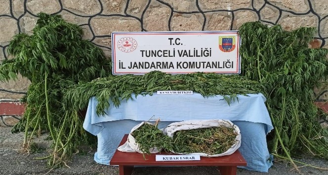Tunceli’de uyuşturucu ile mücadele