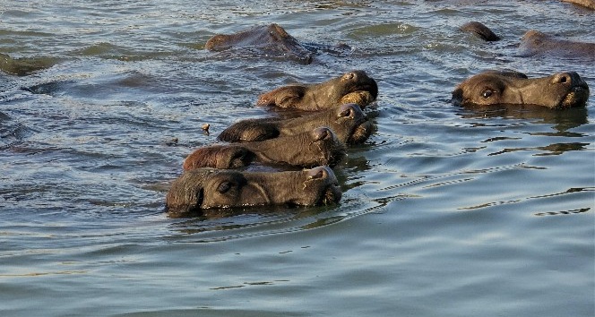 Afrika sıcaklarında belgeselleri aratmayan görüntüler