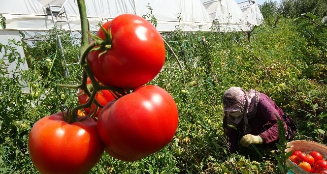 Kavurucu sıcakta tarım işçilerinin zorlu mesaisi