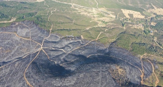 Uşak’taki orman yangınında 100 hektar alan zarar gördü