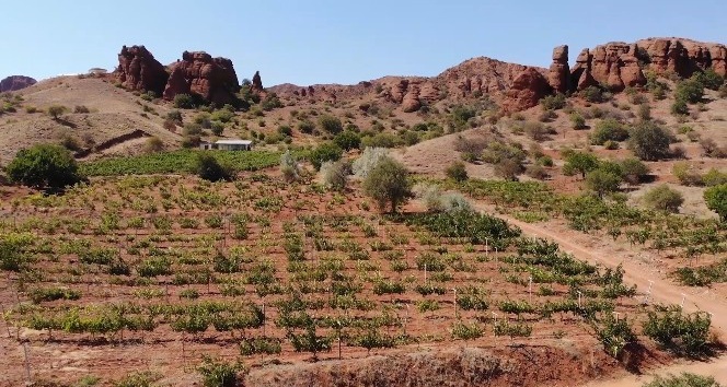 ‘Delice beyazı’ olarak biliniyor: 10 bin ton üretiliyor, tarladan 4,5 liraya satılıyor