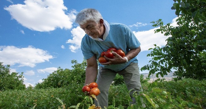 Sandıkta bulduğu asırlık Ayaş  Domatesi tohumuyla dünyaya açıldı