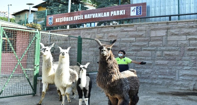 Keçiören Evcil Hayvanlar Parkı’nın yeni üyeleri dünyaya gözlerini açtı