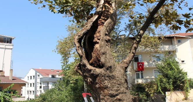 Gebze’de ağaçlara özenli koruma