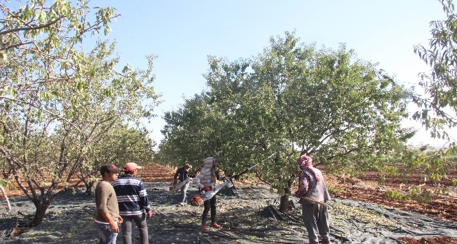 Kilis’te badem hasadı başladı