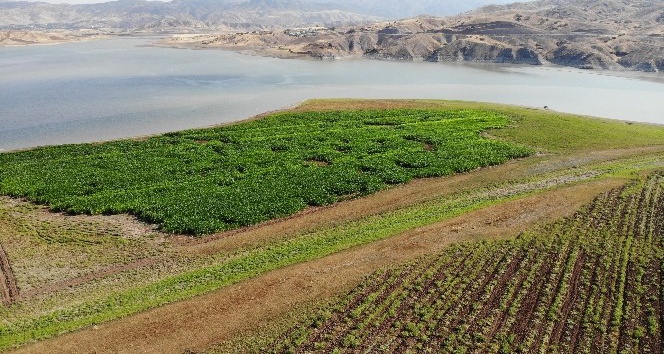 Murat Nehri’nde sular çekildi, tarım başladı