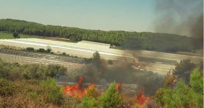 Tarım arazisindeki yangın, zeytin ağaçları ve Frenk incirlerini kül etti