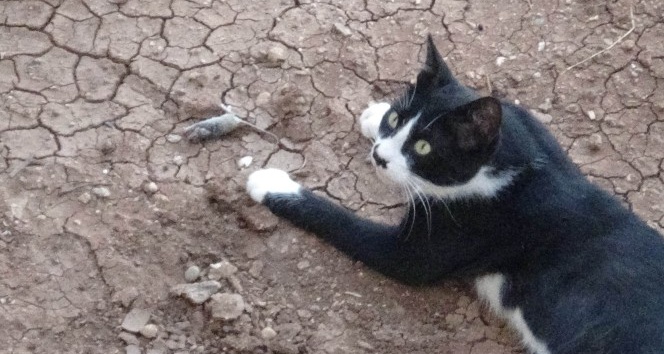 Kedinin fareyle oyunu kamerada