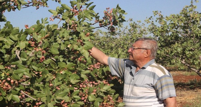 Dünyada benzeri olmayan fıstık Kilis’te üretiliyor