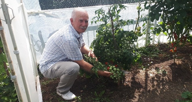 Bu domates çeşidini gören şaşırıyor