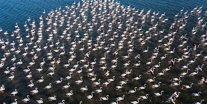 Van Gölü binlerce flamingoya ev sahipliği yapıyor