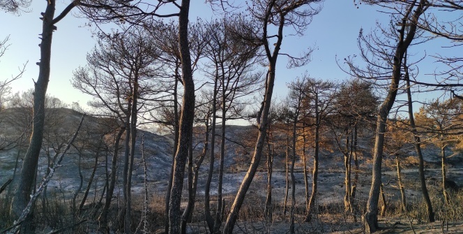 Hatay'daki orman yangını sonrası üzücü görüntüler