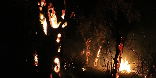 Gövdesinin içi alev topuna dönen zeytin ağaçları saatler içinde küle döndü