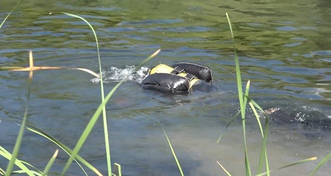 4 gündür aranan kayıp gencin cesedi nehirde bulundu