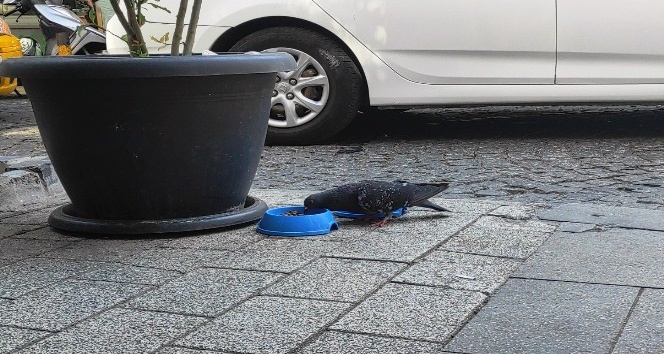 Kedi maması yiyen güvercin görenleri şaşırttı