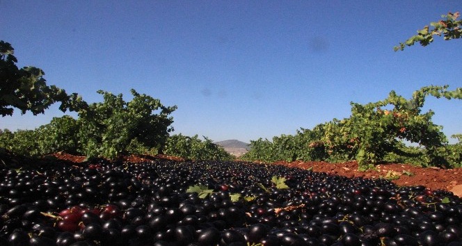 Üzüm para etmeyince kurutmaya başlandı
