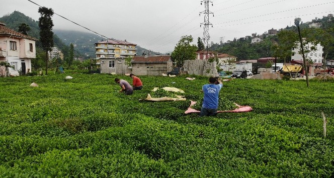 Pandemi nedeniyle Gürcü çay işçileri Rize gelemeyince ’Yevmiyecilik’ bir sektör haline geldi