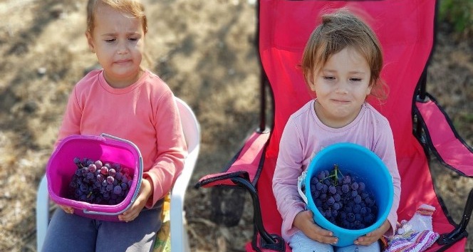 Çanakkale’de üzüm hasadı başladı