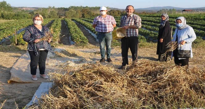 (TEKRAR) Kırklareli’de kuru fasulye hasadı