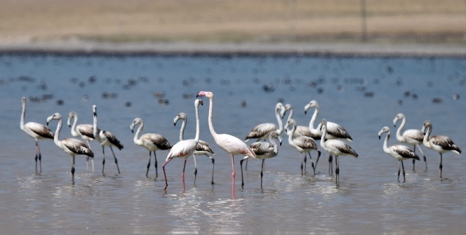 Flamingolar Arin Gölü’nü renklendiriyor