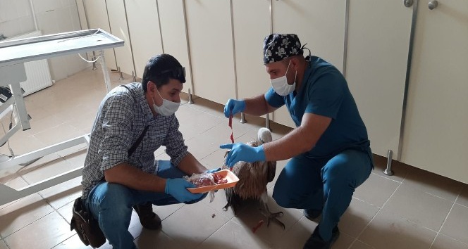 Yaralı kızıl akbabayı tedavi edip elleriyle beslediler