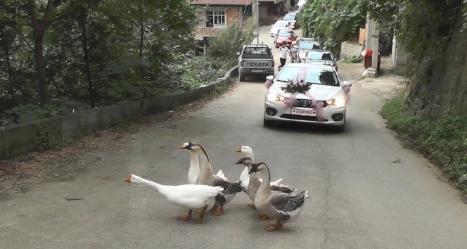 Rize’de düğün konvoyunun önünü bu kez ’Kazlar’ kesti